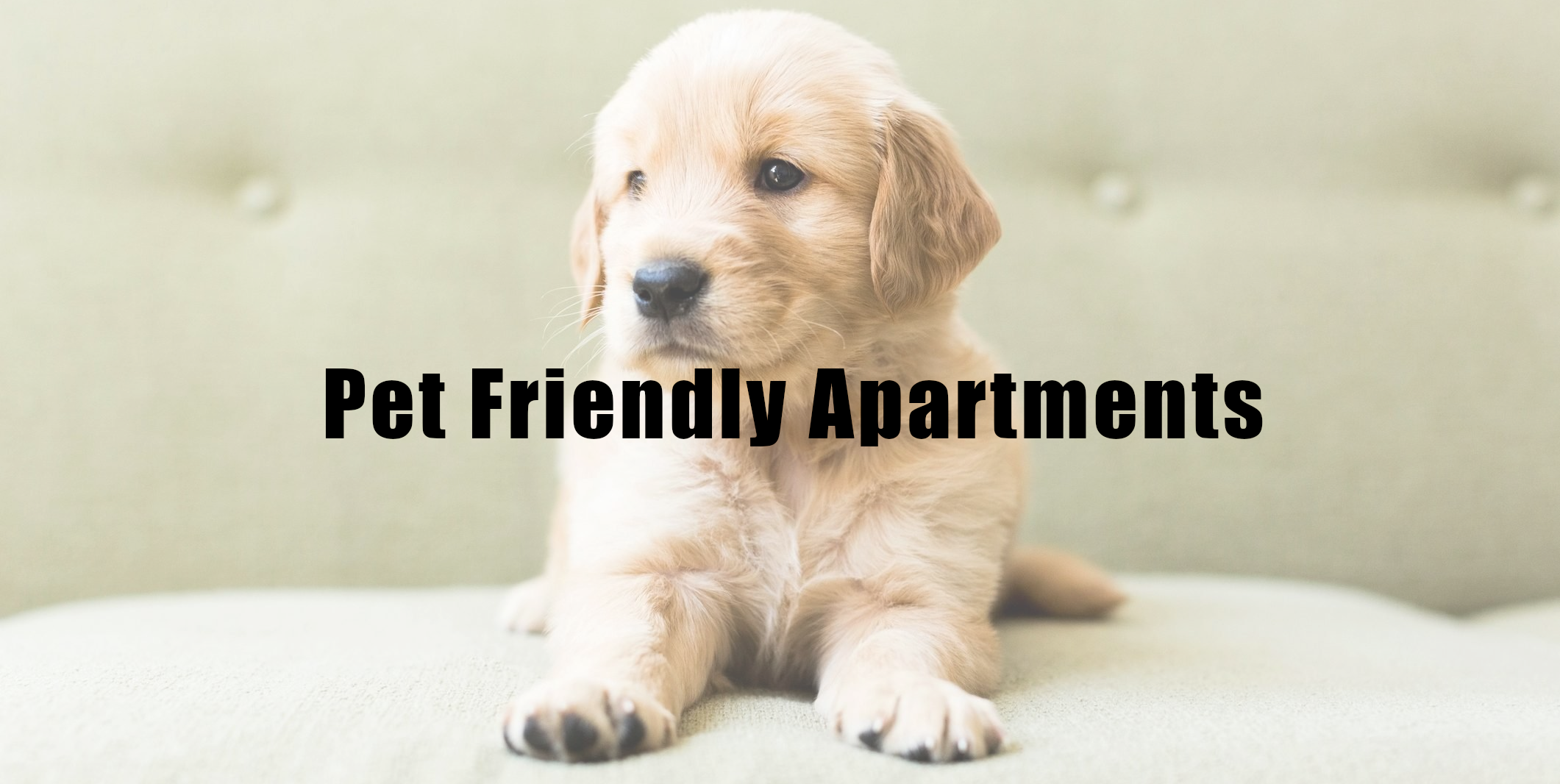 Pet Friendly Apartments!